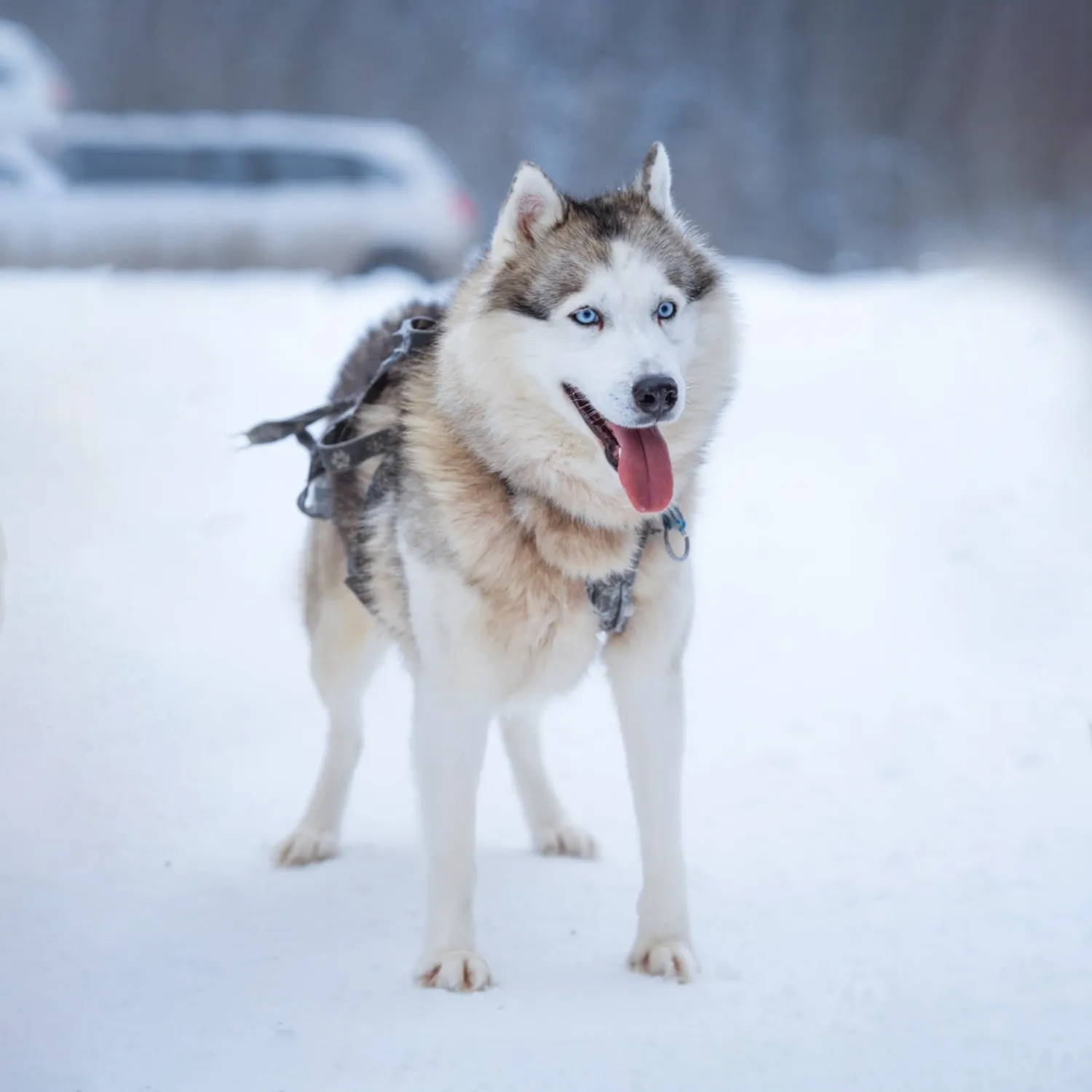 Husky Siberiano