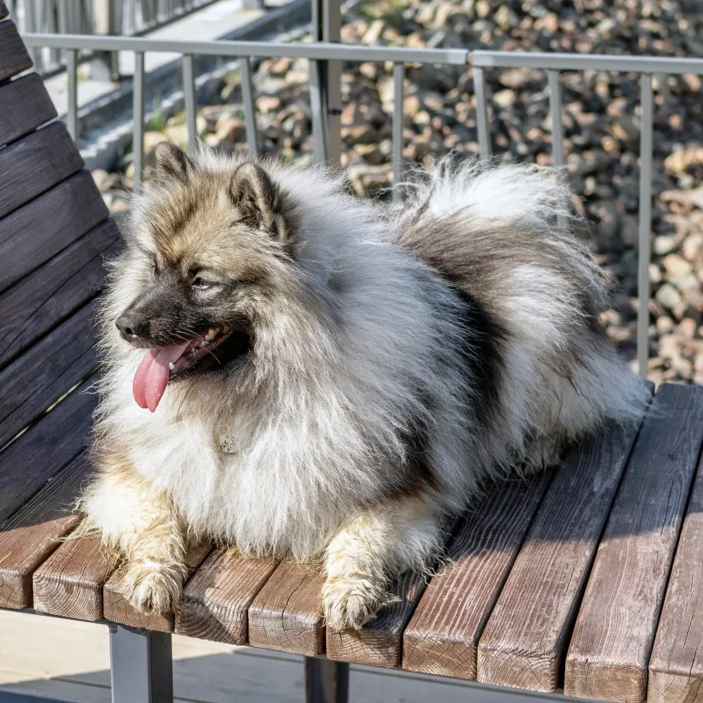 Imagem da raça Keeshond