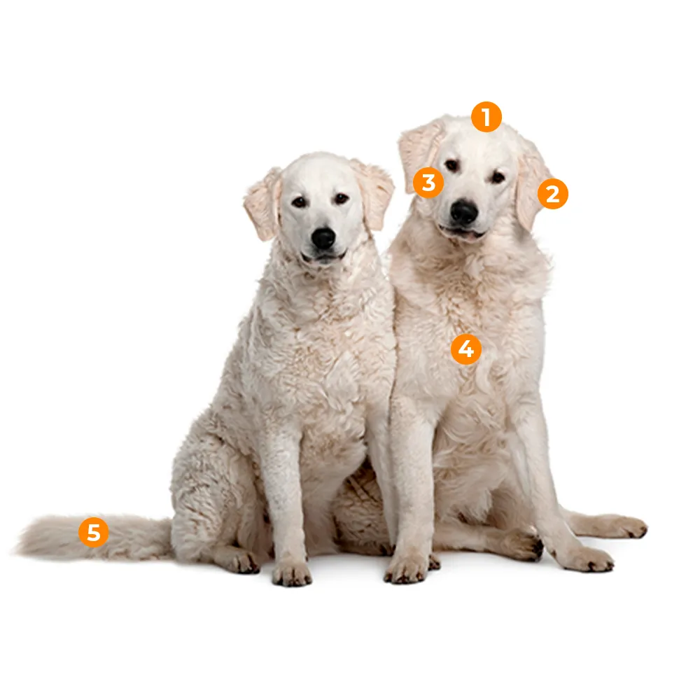 caracteristicas fisicas