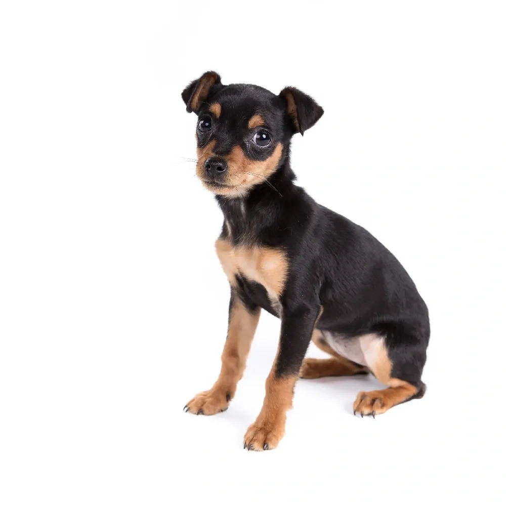 Imagem do filhote de Pinscher