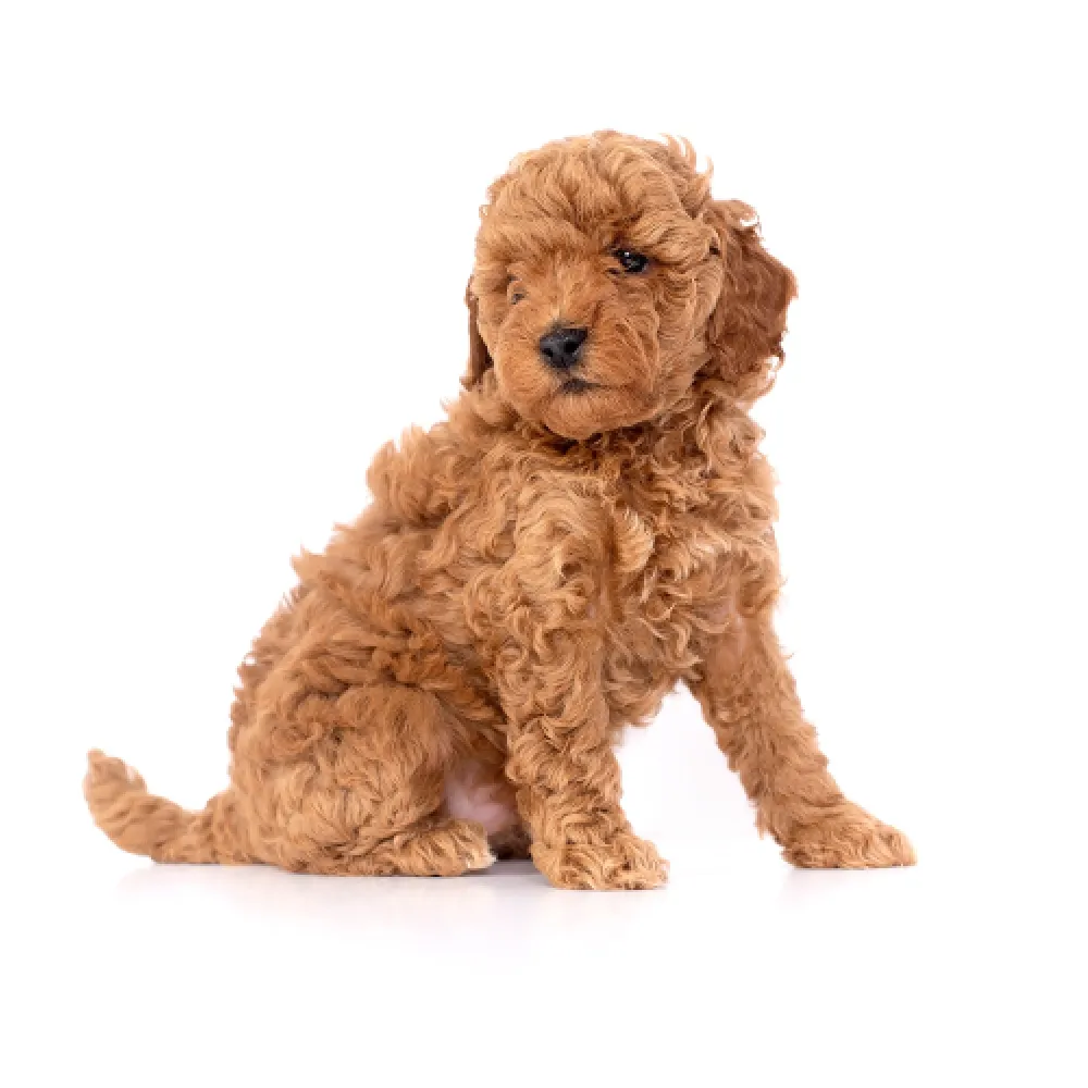 Imagem do filhote de Poodle