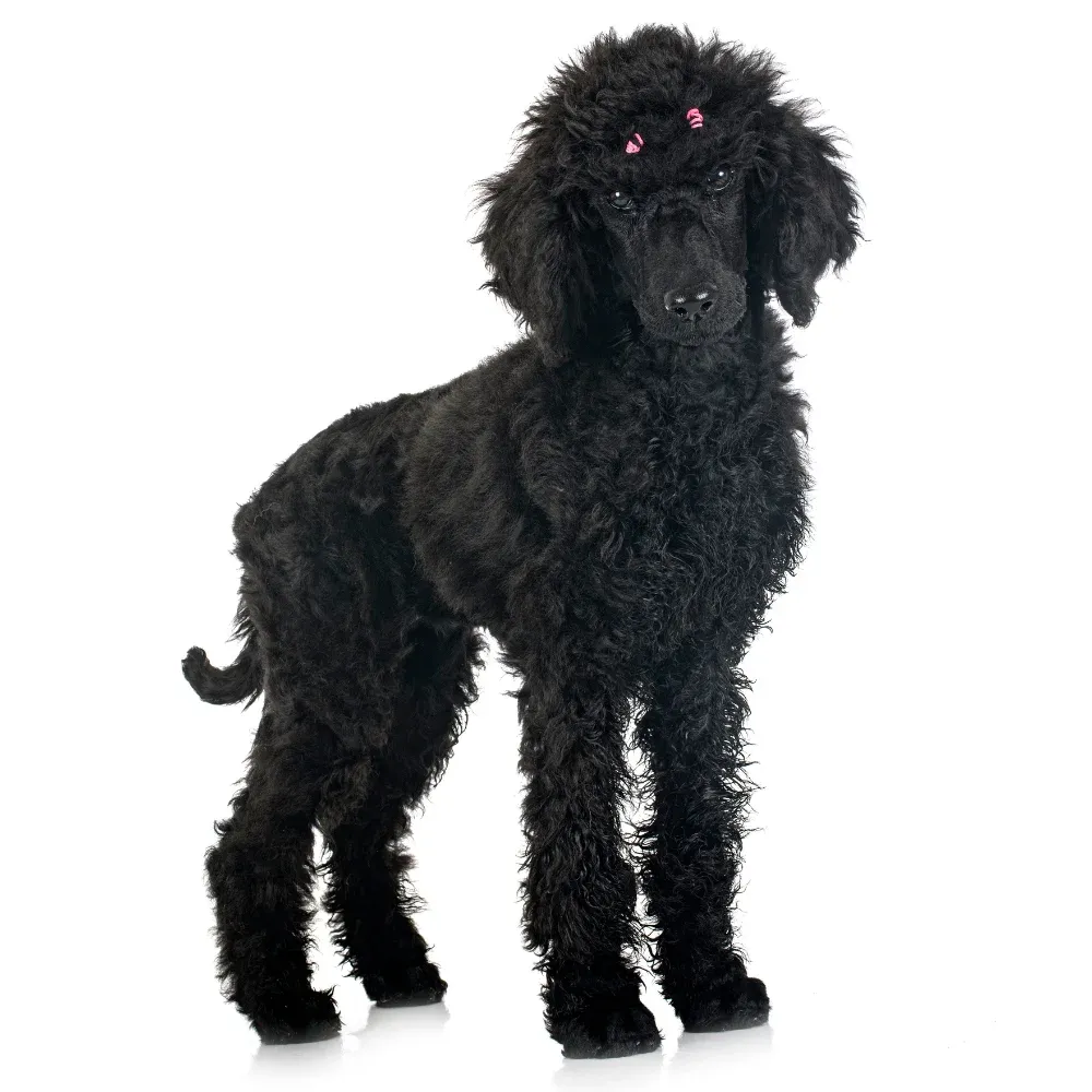 Poodle_Standard-02.webp