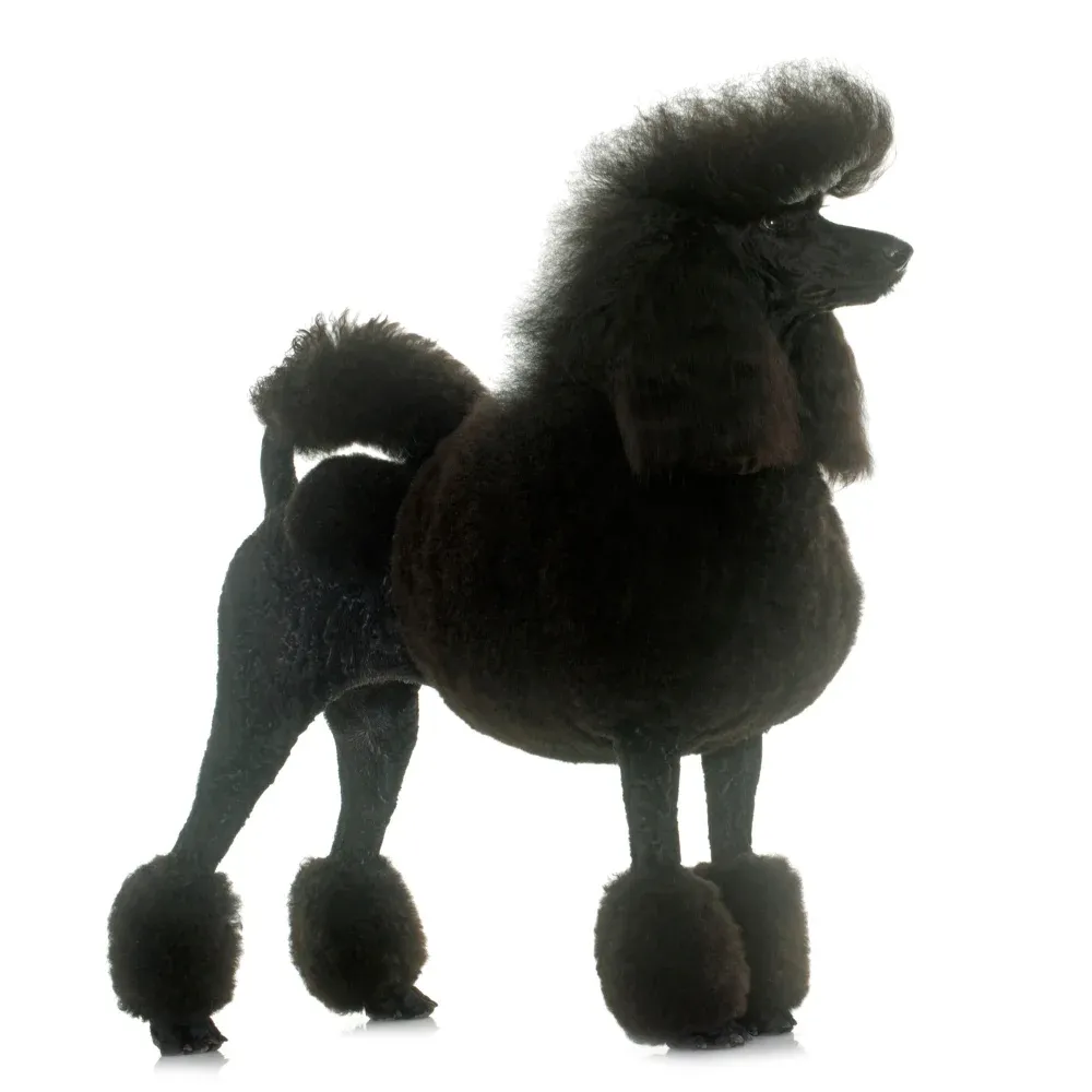 Poodle_Standard-03.webp