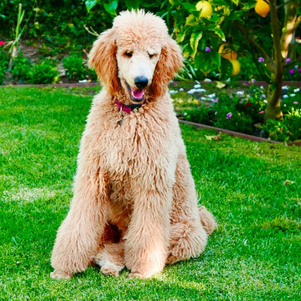 Poodle_Standard-04.webp