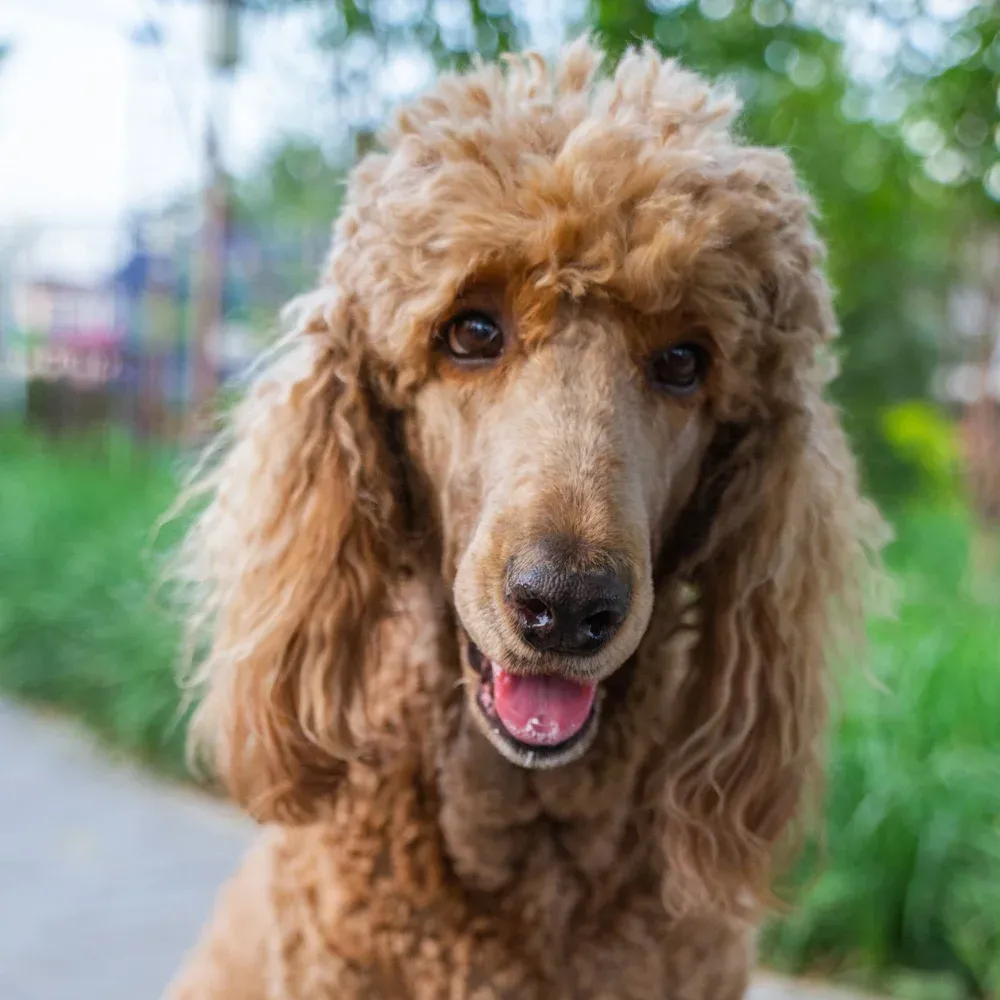 Poodle_Standard-05.webp
