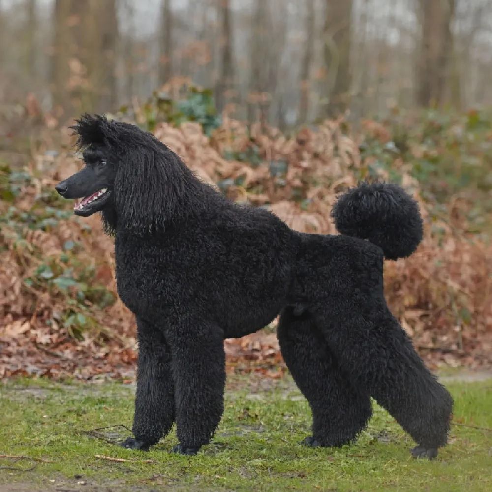 Poodle_Standard-06.webp