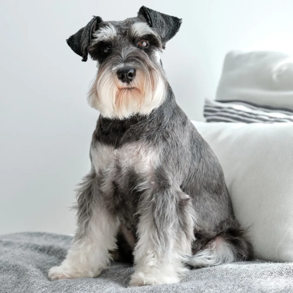 Imagem da raça Schnauzer