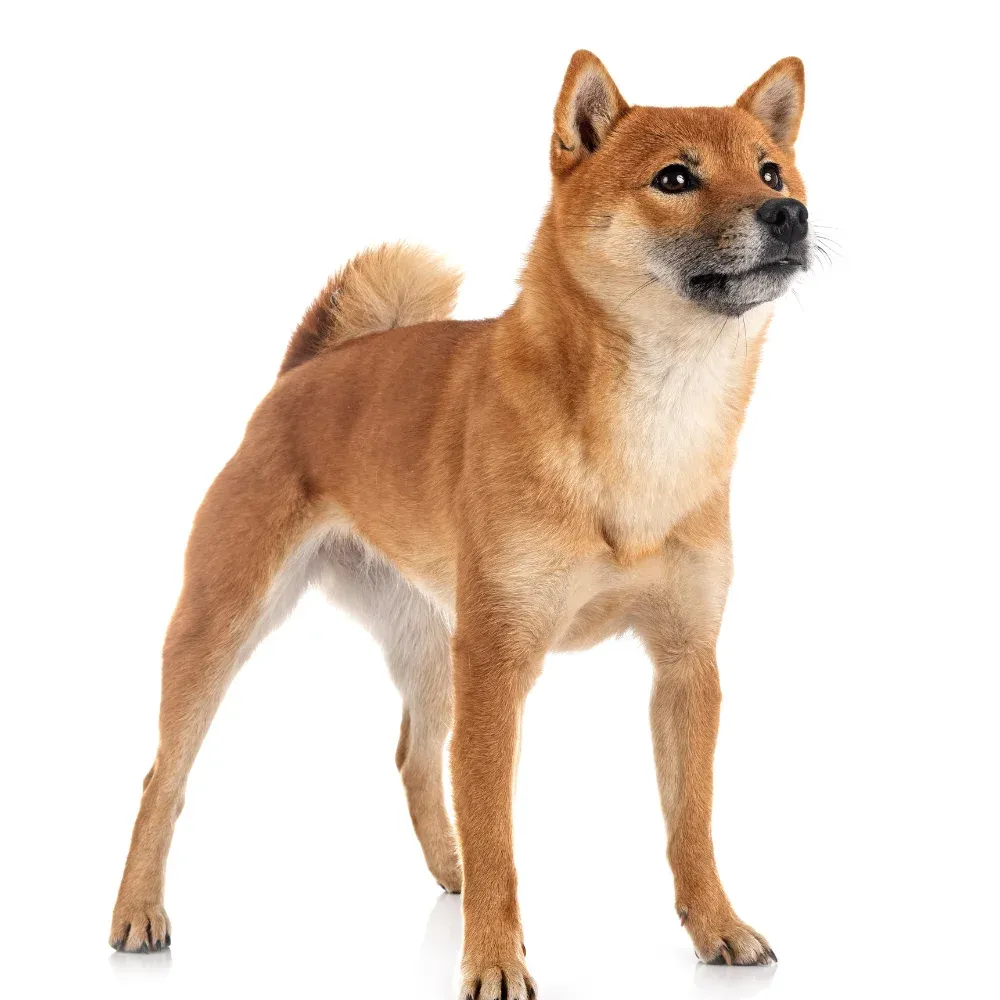 Shiba_Inu_02.webp