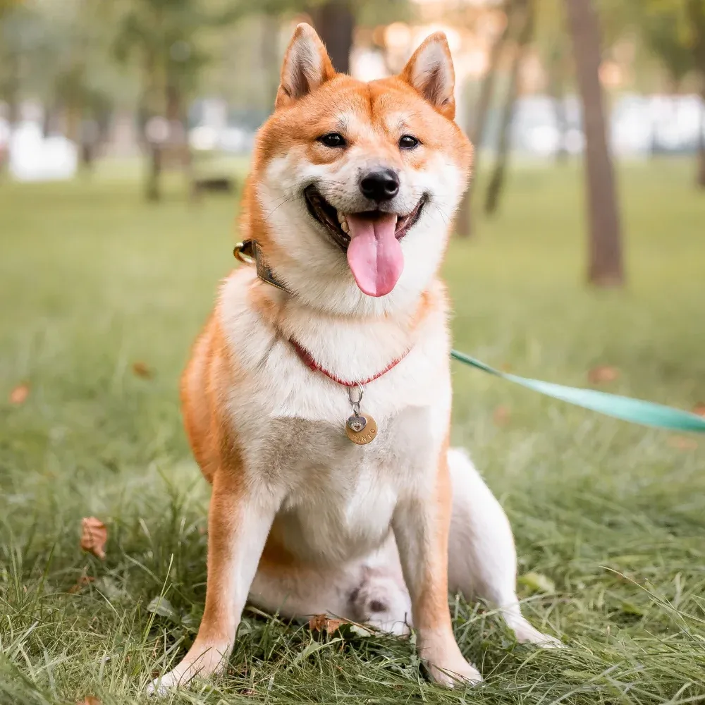 Shiba_Inu_03.webp