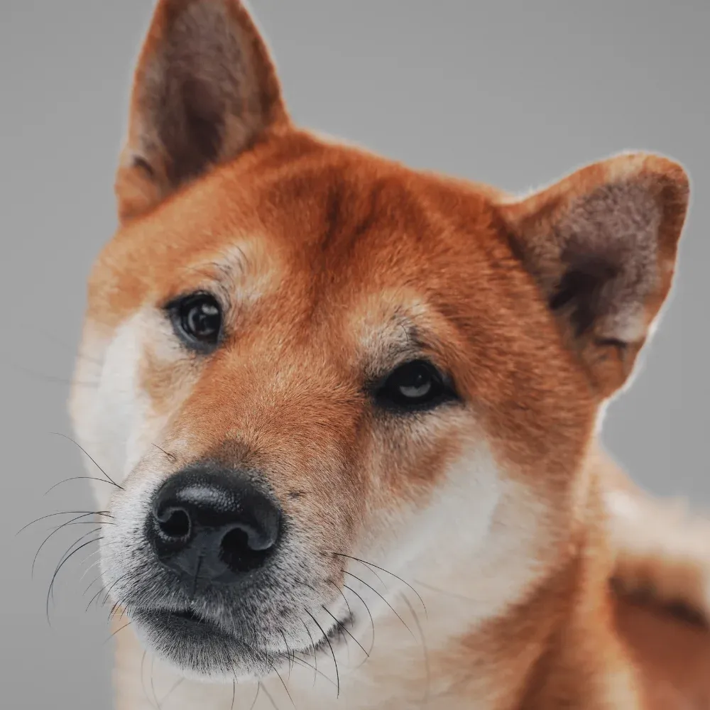 Shiba Inu