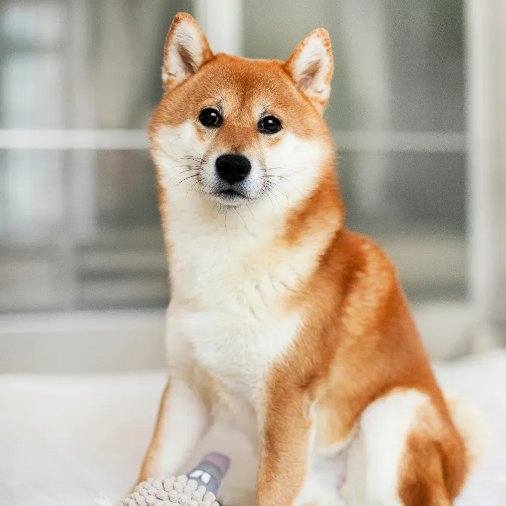 Shiba_Inu_05.webp