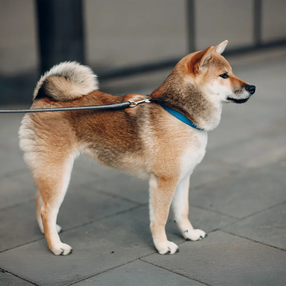 Shiba_Inu_06.webp