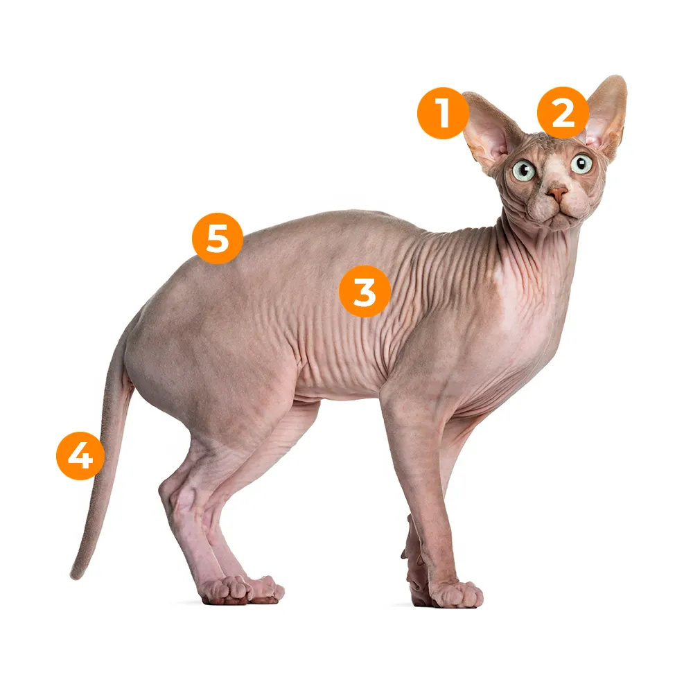 caracteristicas fisicas