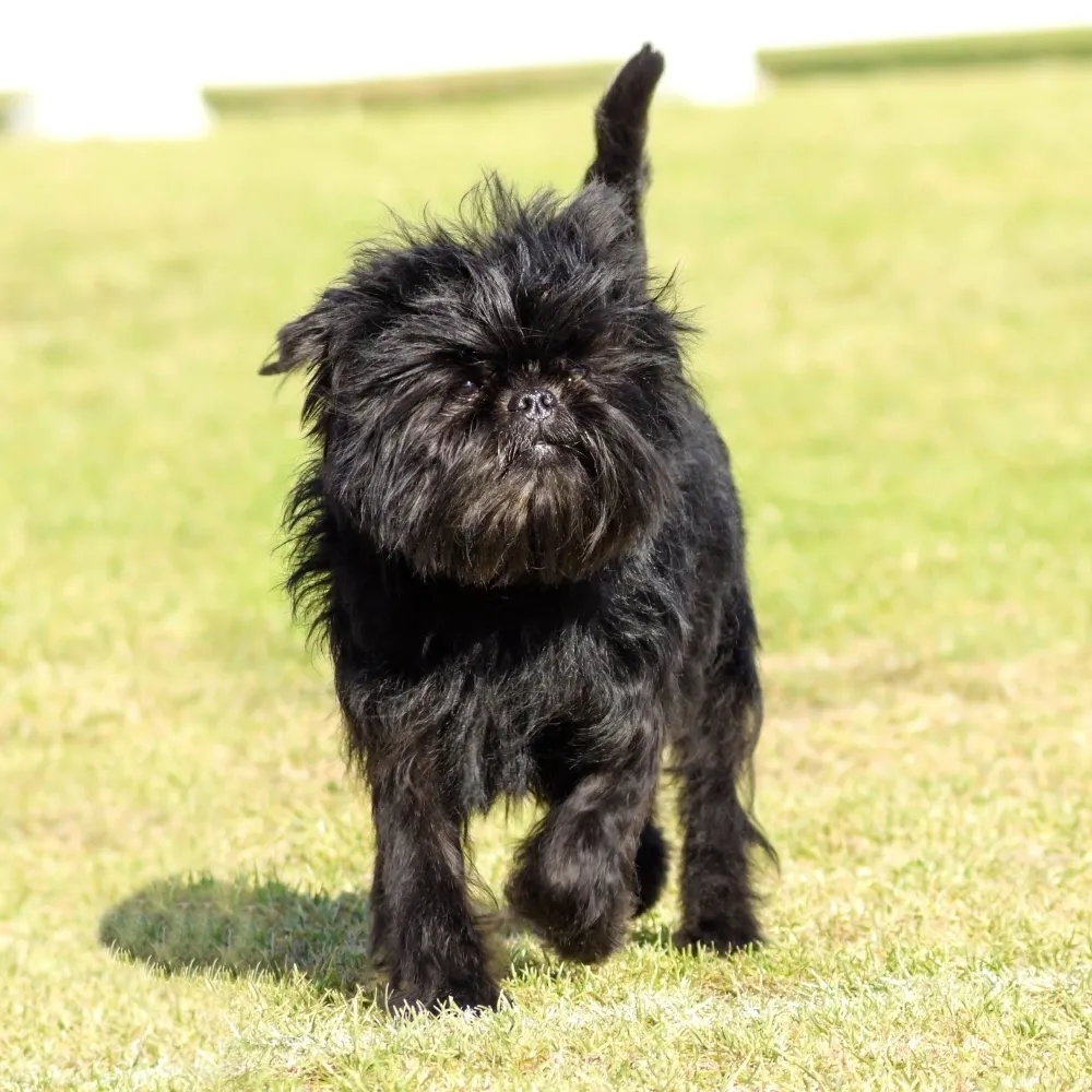 affenpinscher.webp