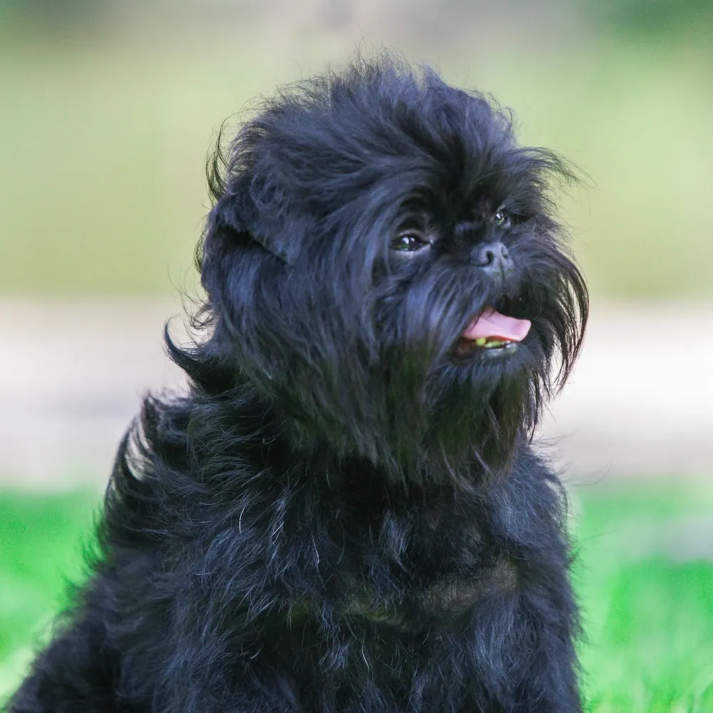 affenpinscher_adulto.webp