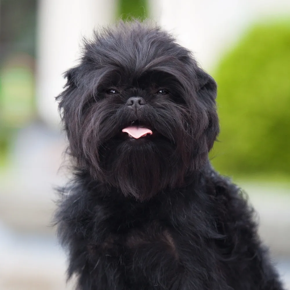 affenpinscher_cachorro.webp
