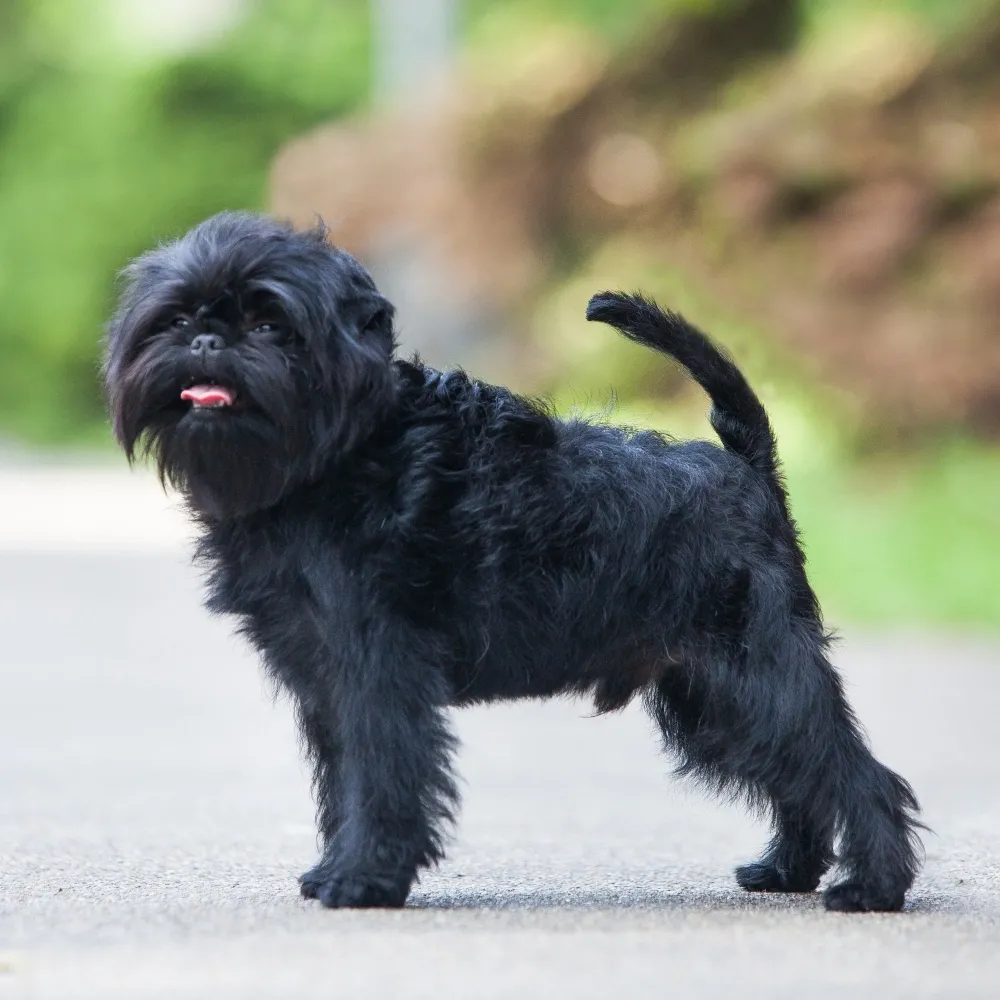 Imagem da raça Affenpinscher