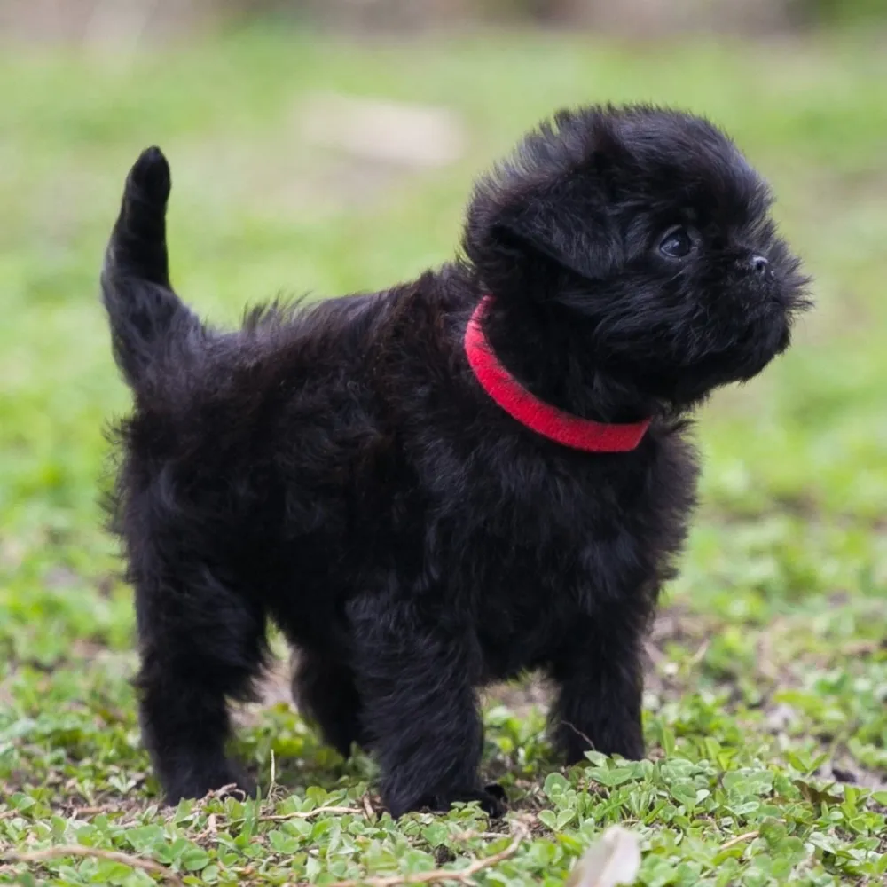 Imagem do filhote de Affenpinscher