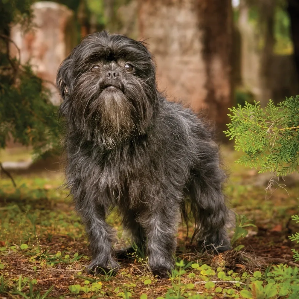 affenpinscher_raca_cao.webp