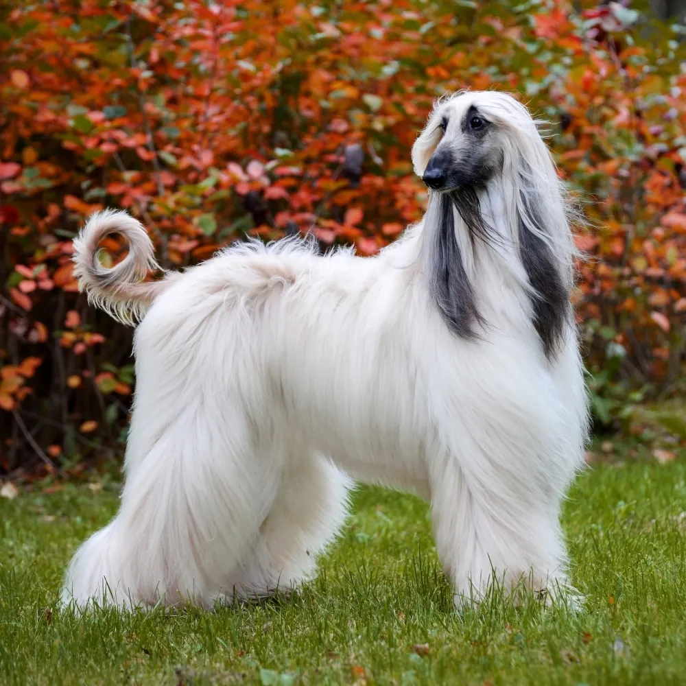 Imagem da raça Afghan Hound