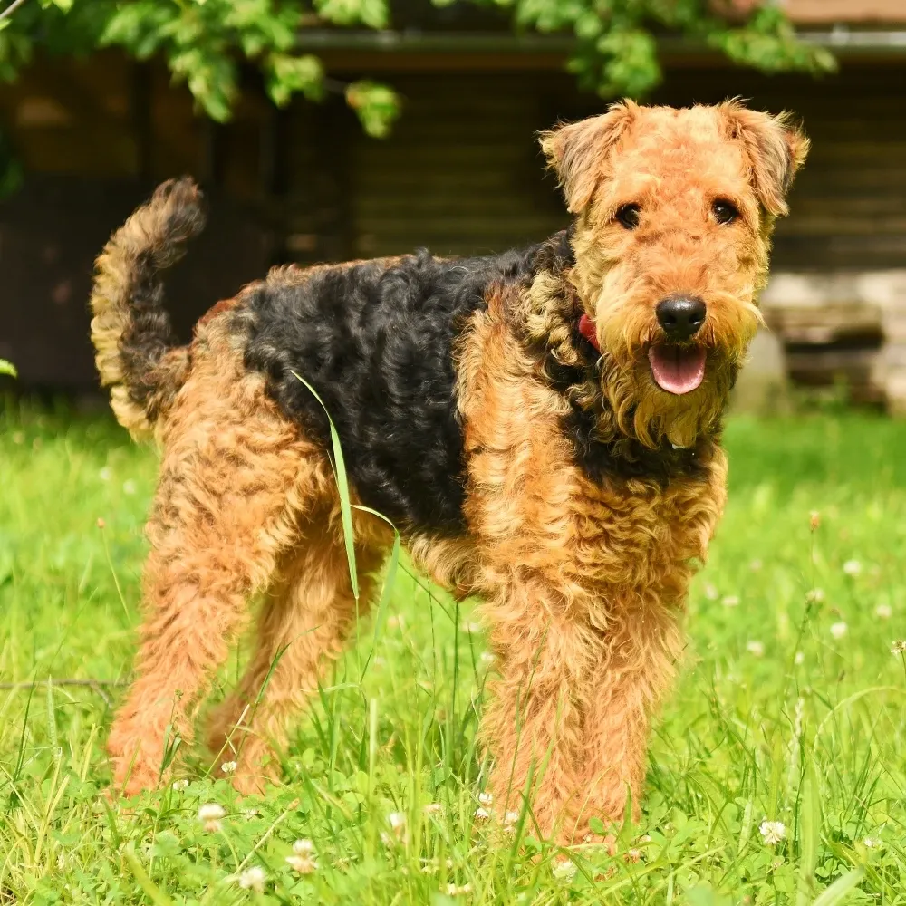 Imagem da raça Airedale Terrier