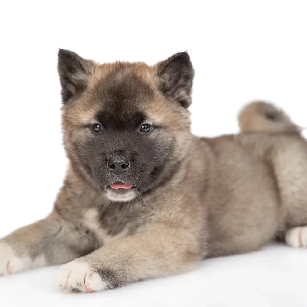 Imagem do filhote de Akita Americano