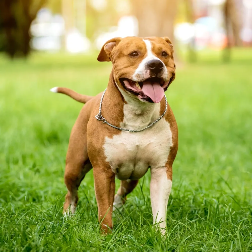 Imagem da raça American Staffordshire Terrier