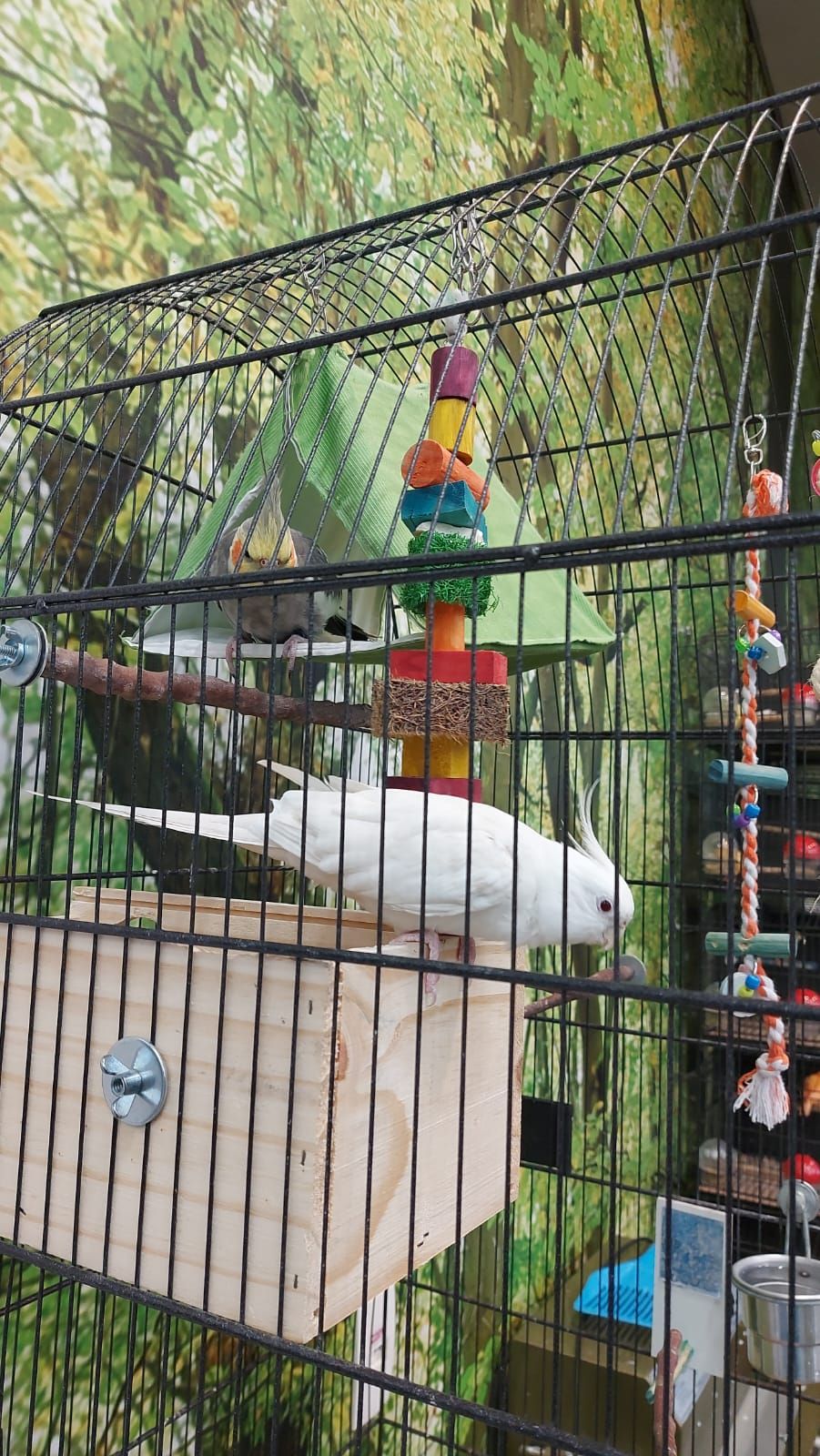aves.jpeg
