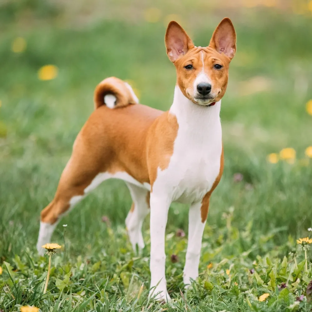 Imagem da raça Basenji