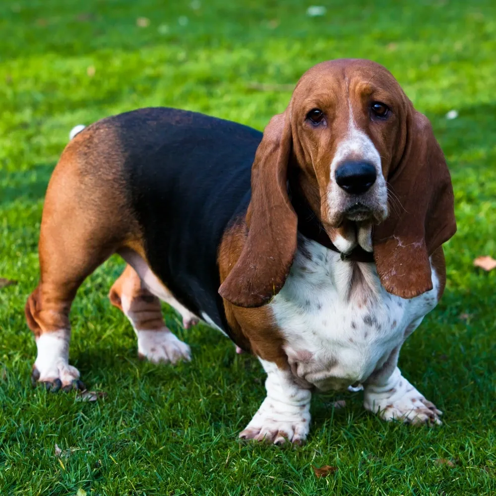 Imagem da raça Basset Hound