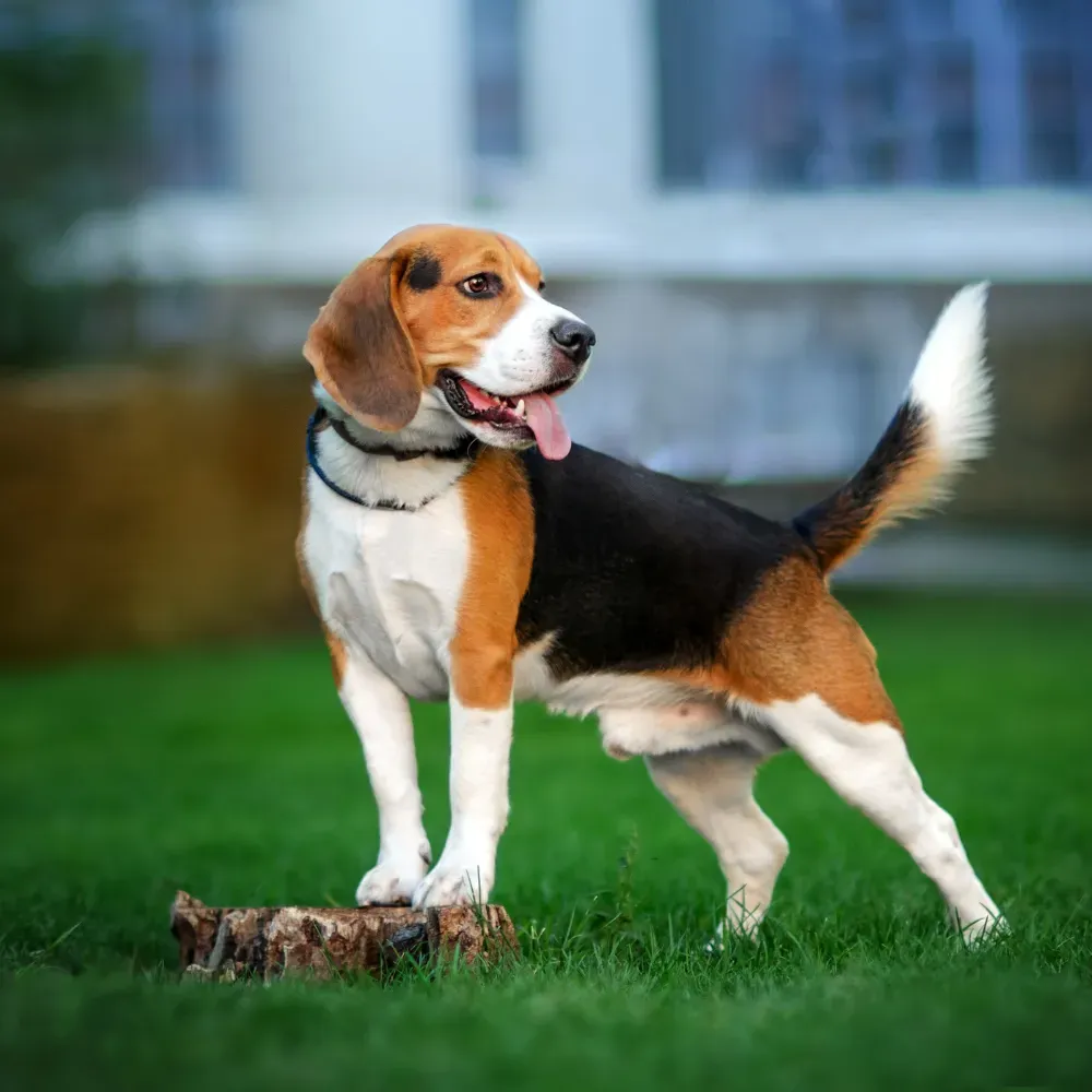 Imagem da raça Beagle