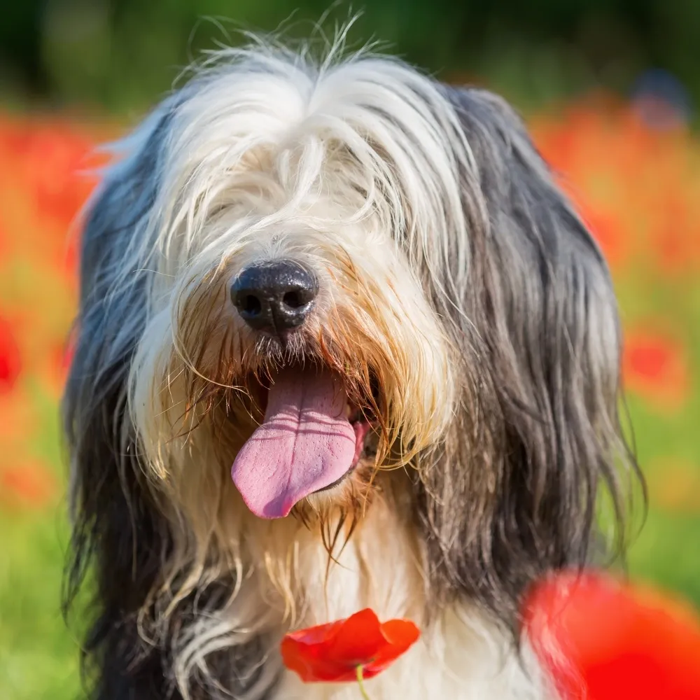 bearded_collie.webp
