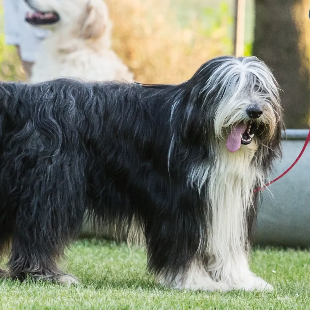 bearded_collie_adulto.webp