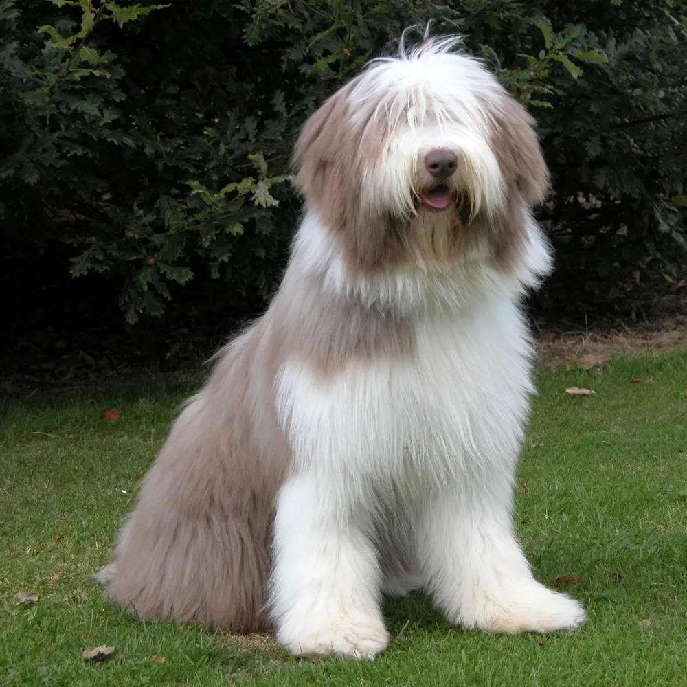 bearded_collie_cachorro.webp
