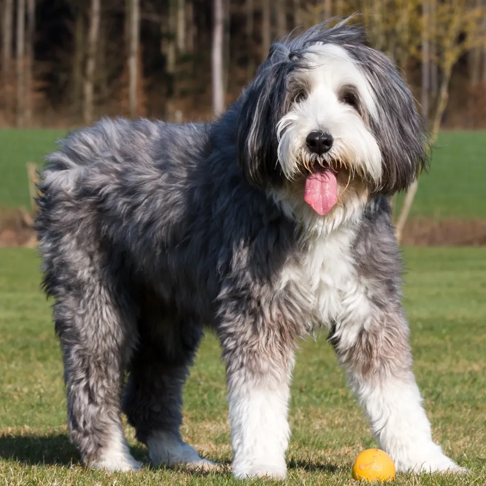 Imagem da raça Bearded Collie