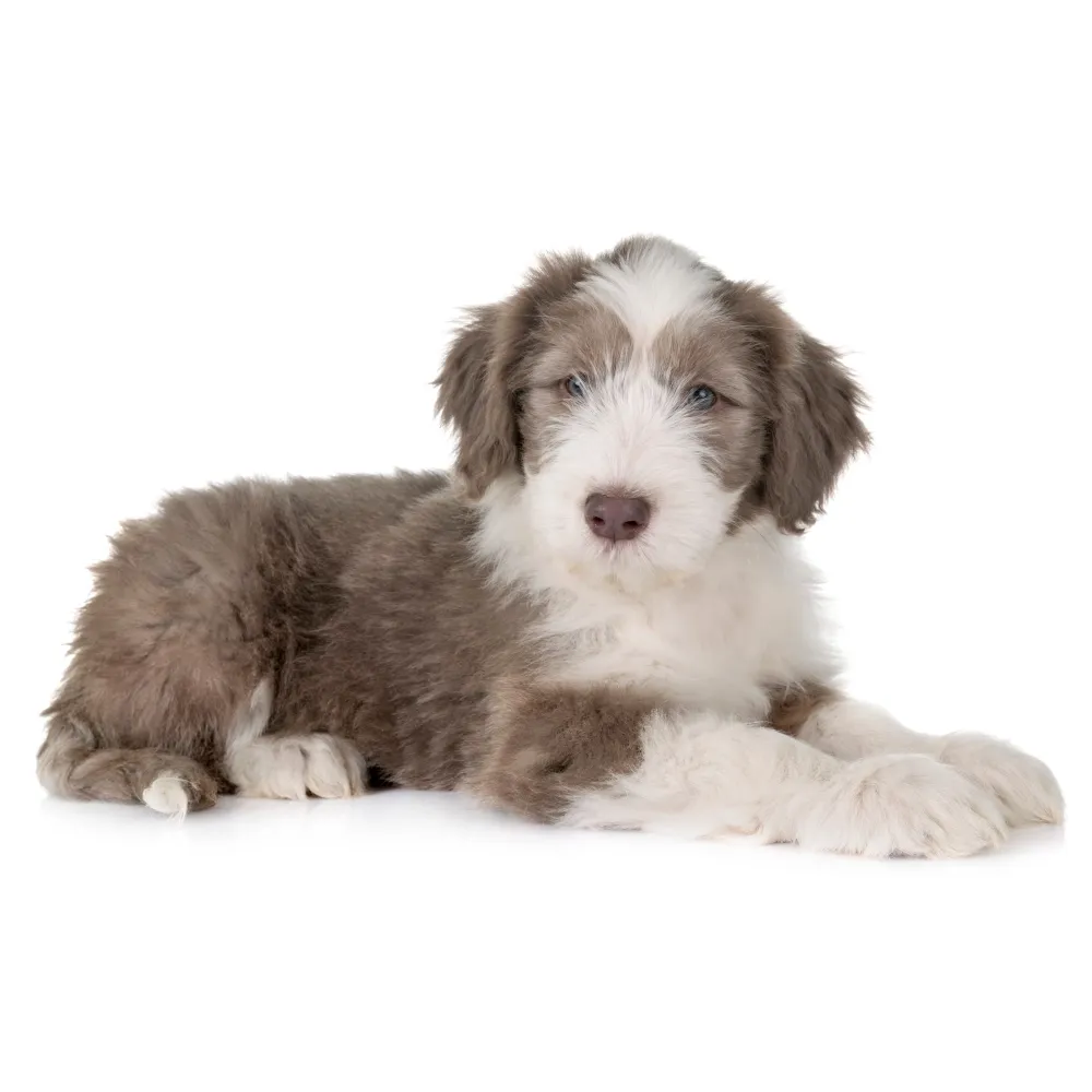 Imagem do filhote de Bearded Collie