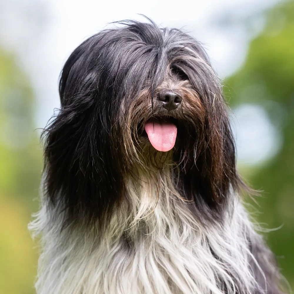 bearded_collie_raca_cao.webp