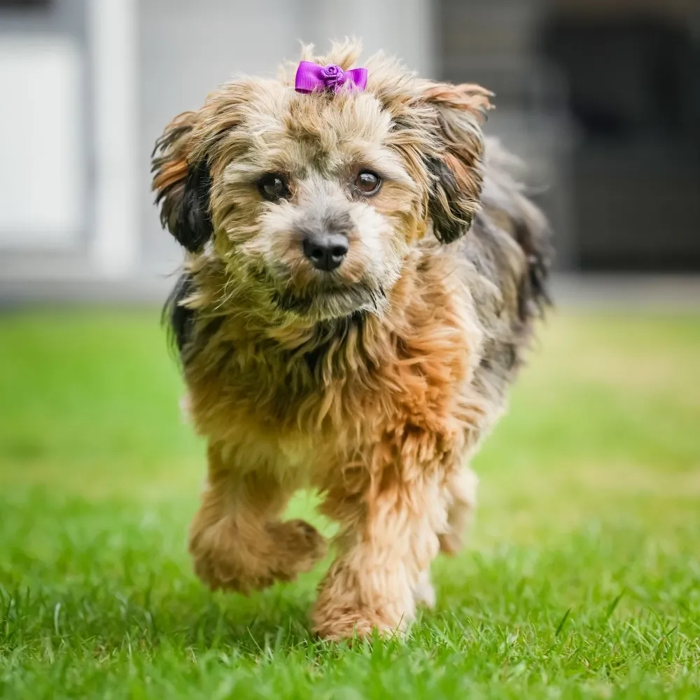 Imagem da raça Bichon Havanês