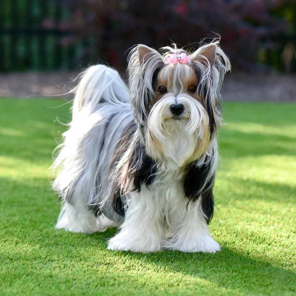 Imagem da raça Biewer Terrier