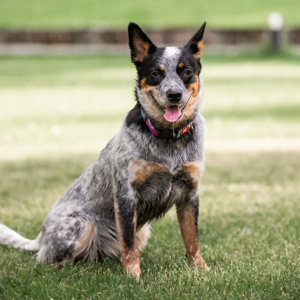 Imagem da raça Blue Heeler