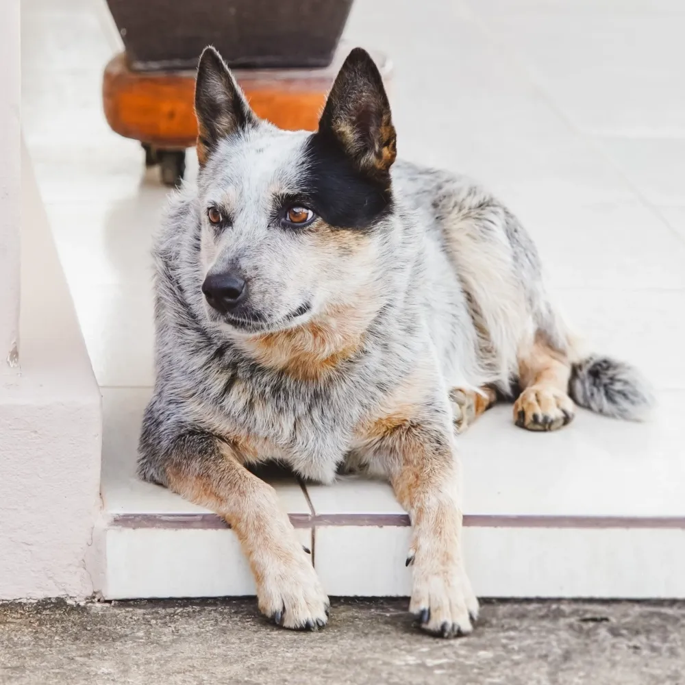 blue_heeler_cachorro.webp