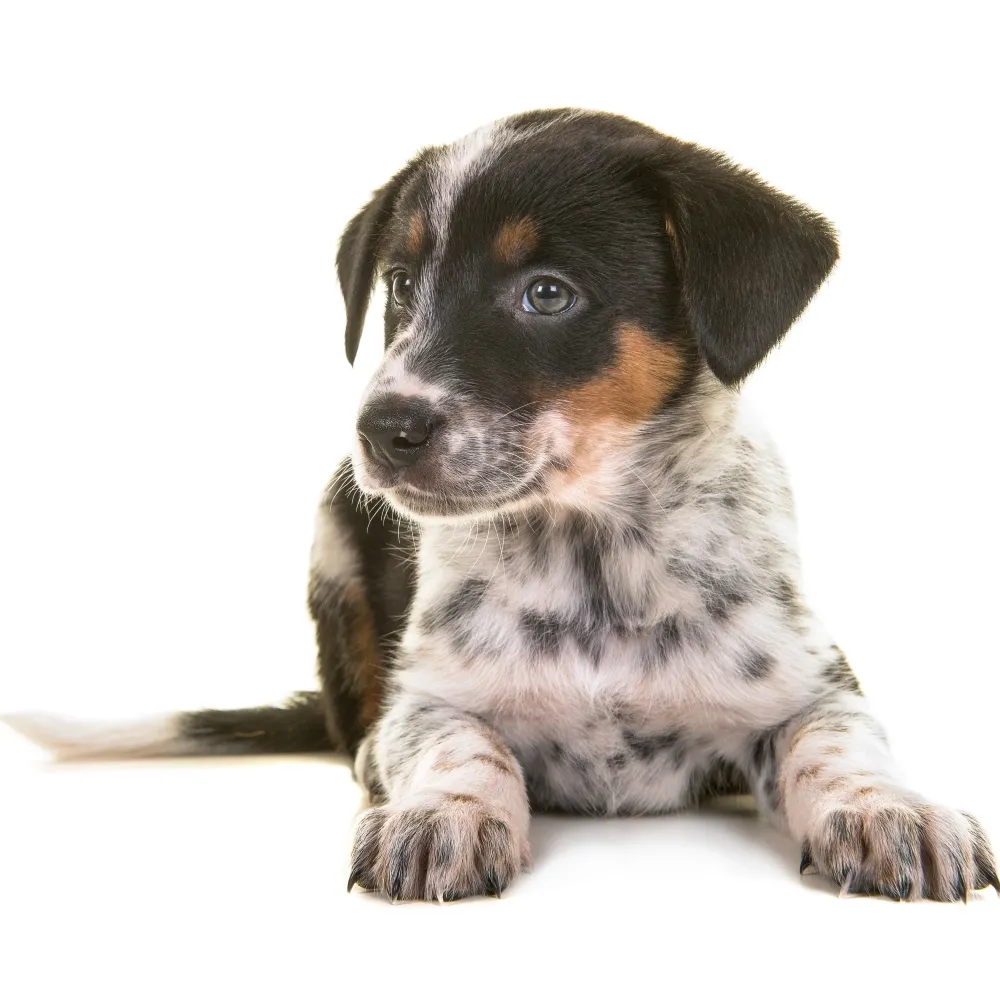 Imagem do filhote de Blue Heeler