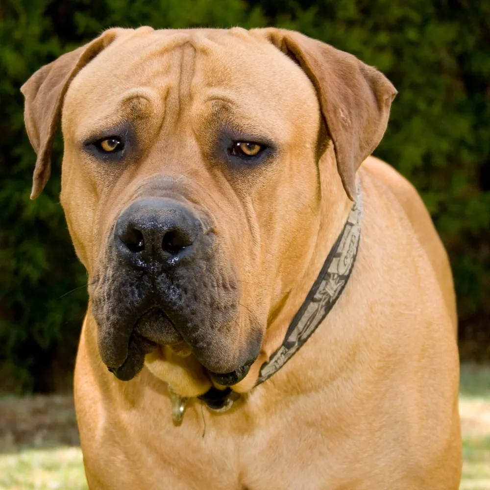 Boerboel