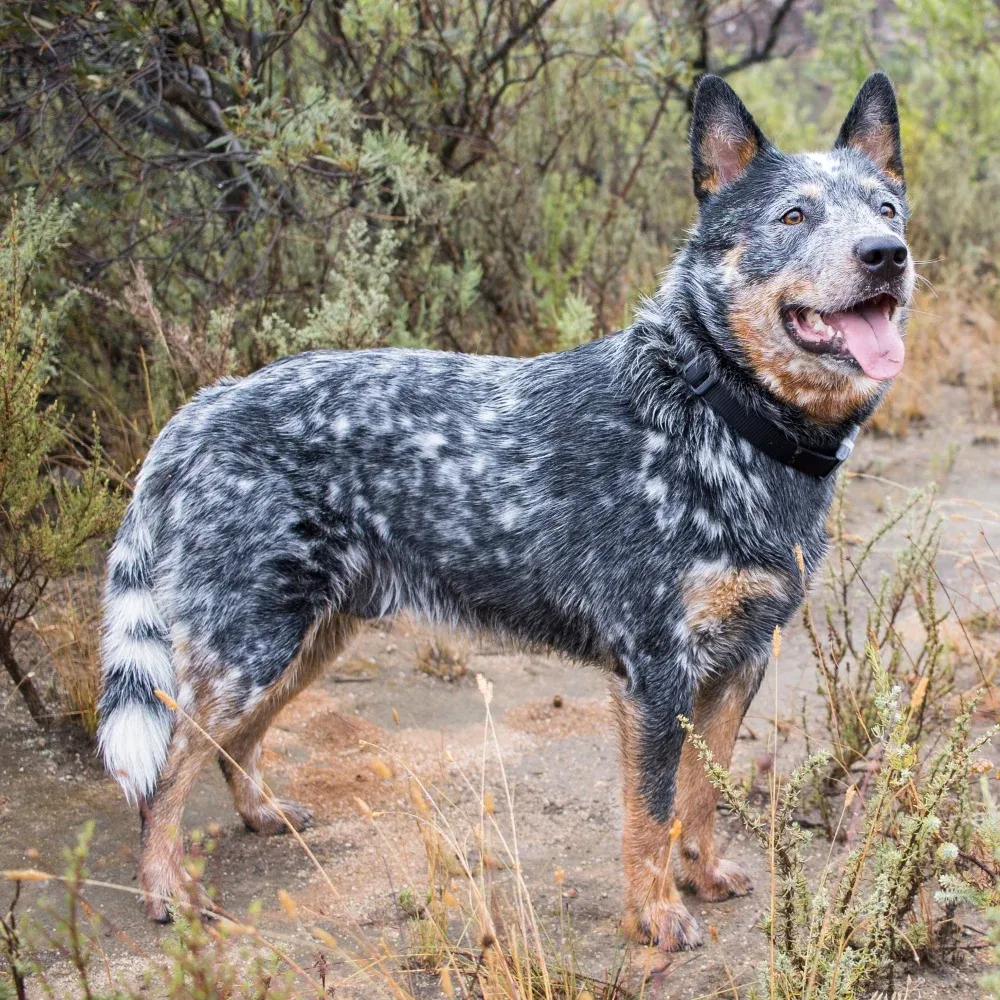 boiadeiro_australiano_blue_heeler.webp