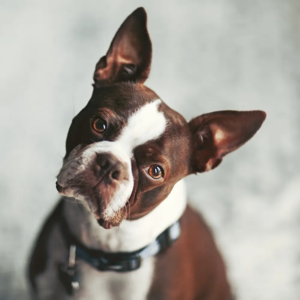 Imagem da raça Boston Terrier