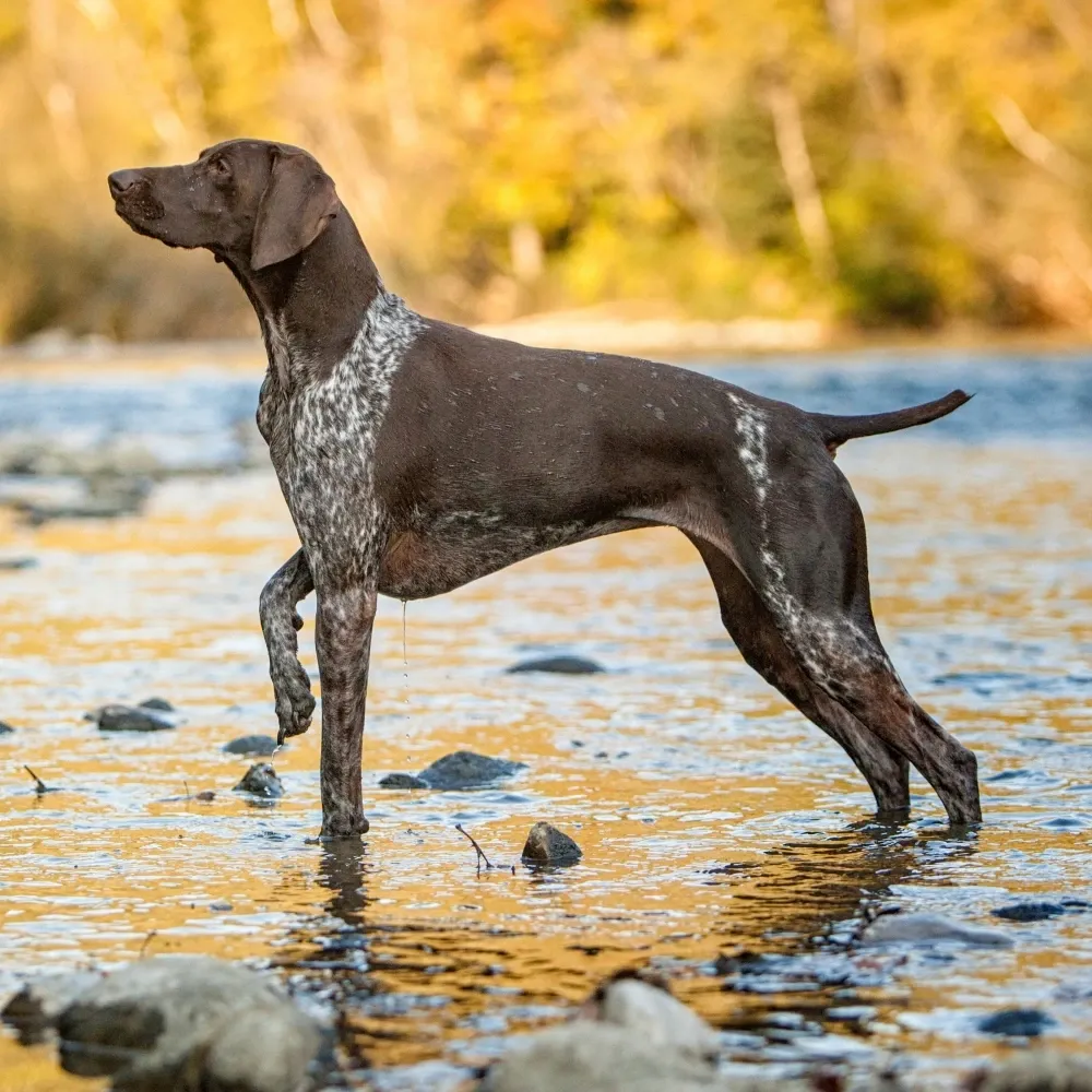 Imagem da raça Braco Alemão