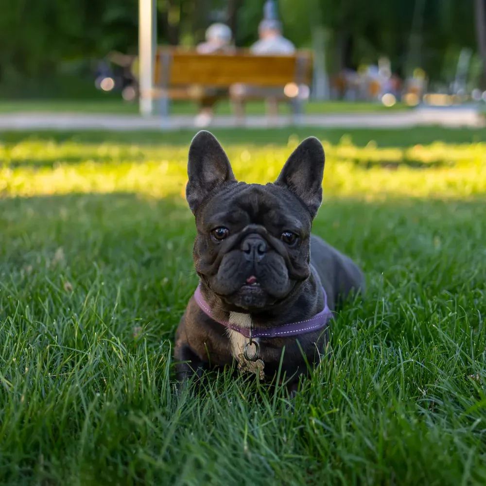 bulldog-frances-adulto.webp