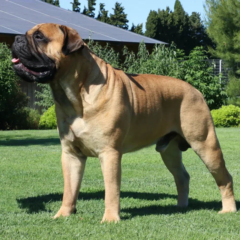 Imagem da raça Bullmastiff