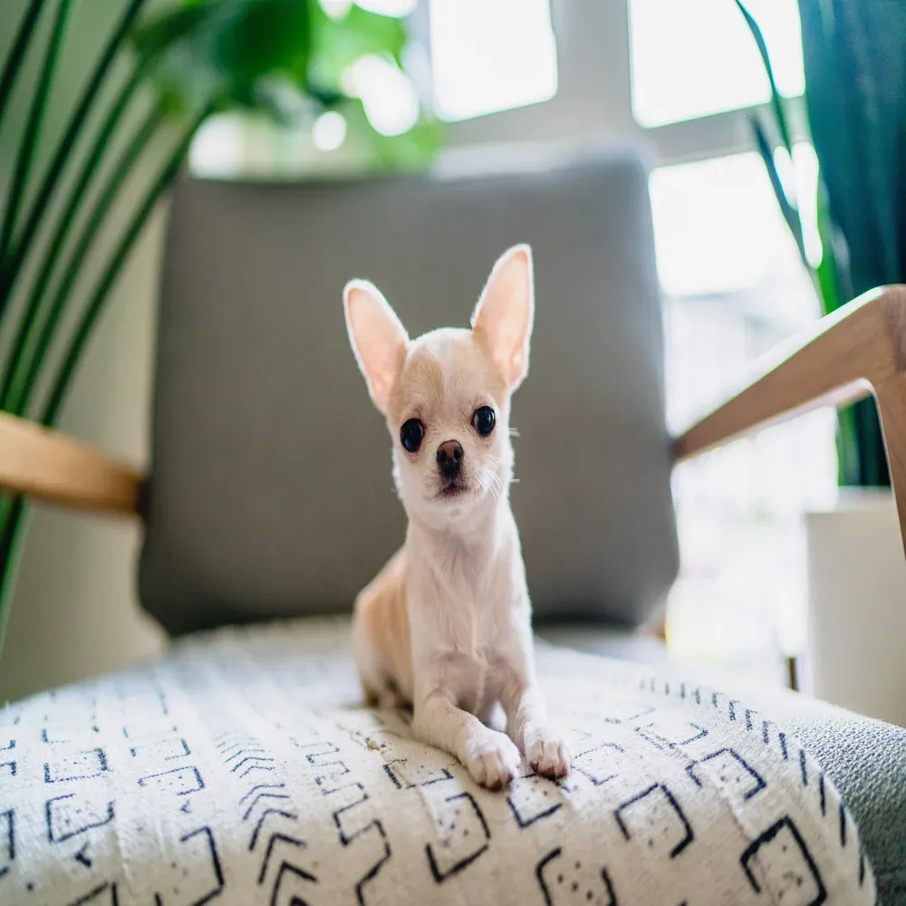 Chihuahua