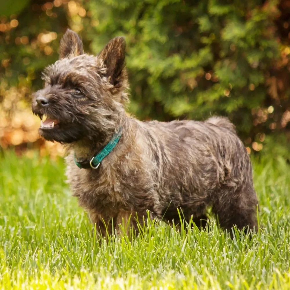 Imagem da raça Cairn Terrier